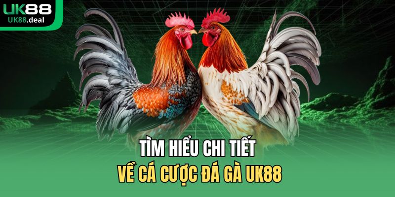 Tìm hiểu chi tiết về cá cược đá gà UK88
